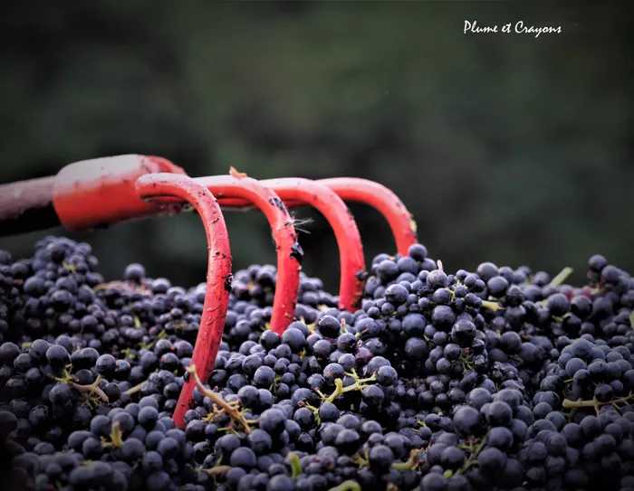 vendanges 3