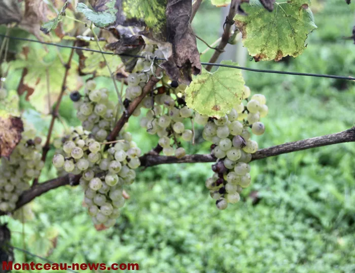 vendanges-sanvignes-140925161026