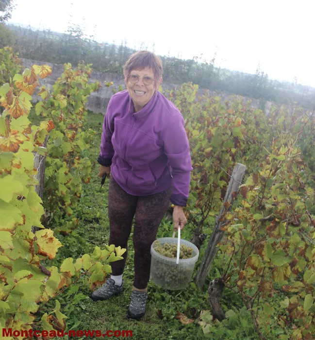 vendanges-sanvignes-140925161027