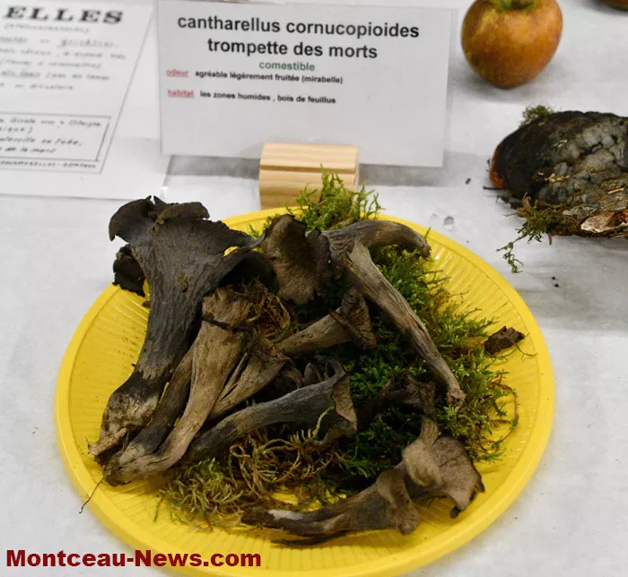 champignions-2710254