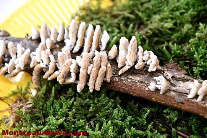 champignions-2710256