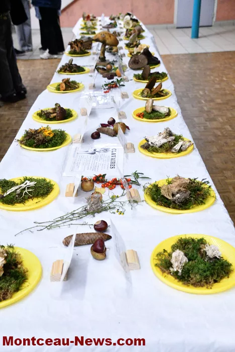 champignions-2710258