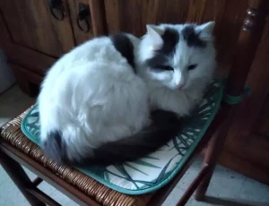 chat-031025
