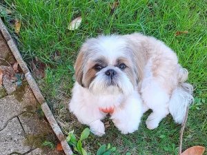 chien-chritiane-cricri-2410251