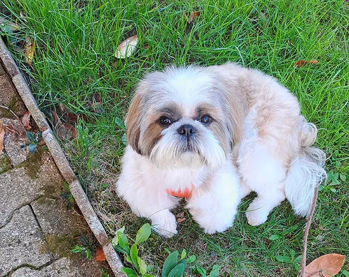 chien-chritiane-cricri-2410251