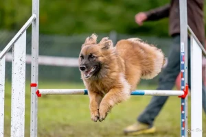 club-canin-121025161026