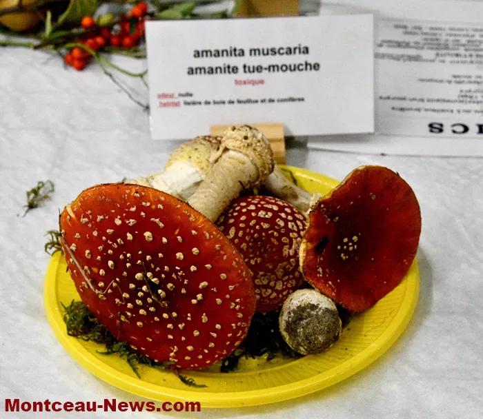 expo-champignions-27102513