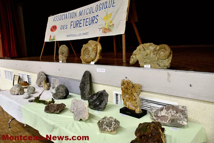 expo-champignions-2710259