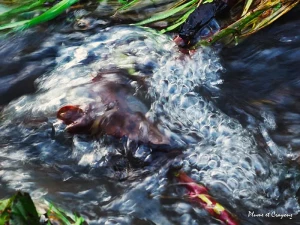 Parenthèse poétique