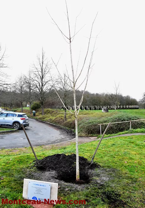 arbre-de-vie-montceau-1612251