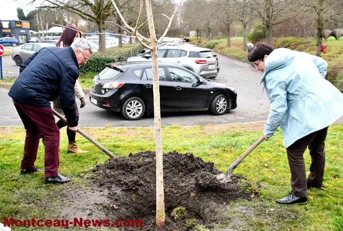 arbre-de-vie-montceau-1612259