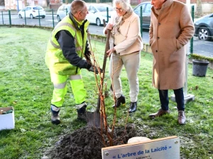 arbre-laicite-1012252