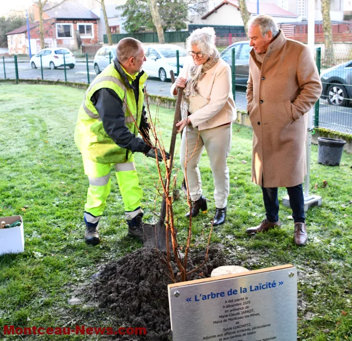 arbre-laicite-1012252