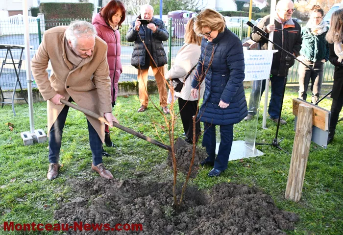 arbre-laicite-1012253