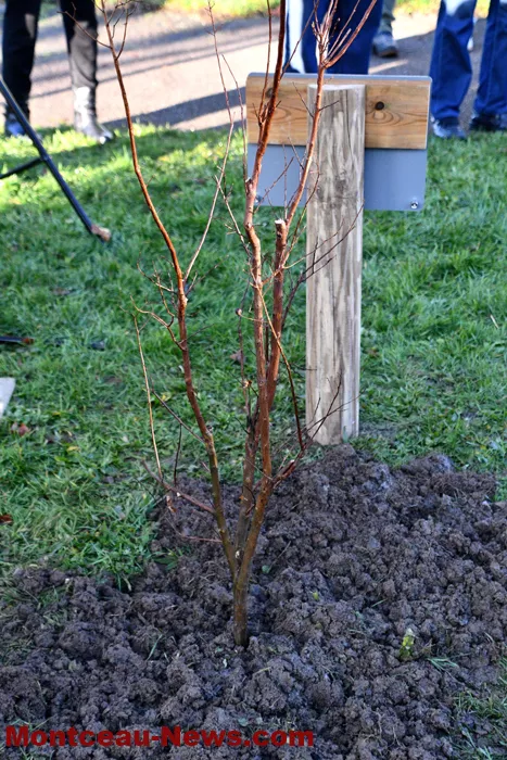 arbre-laicite-1012257