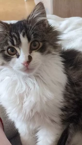 Montceau-les-Mines – Chaton perdu