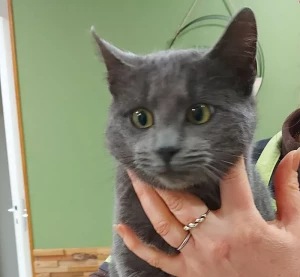 A qui ce chat trouvé à Saint-Vallier ?