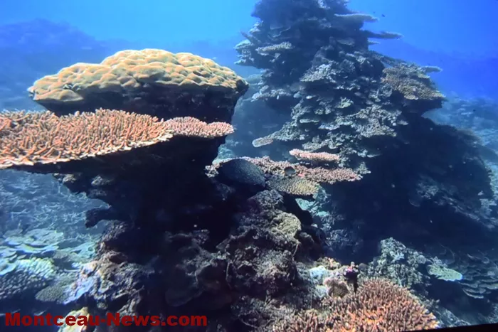 festival-video-montceau-08122515