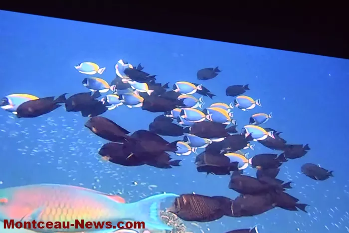 festival-video-montceau-08122516