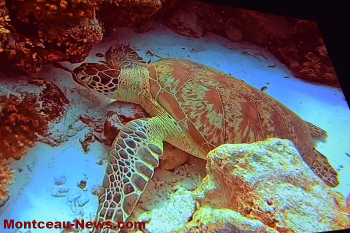 festival-video-montceau-08122518