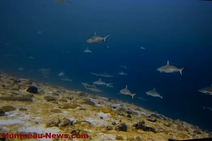 festival-video-montceau-08122519