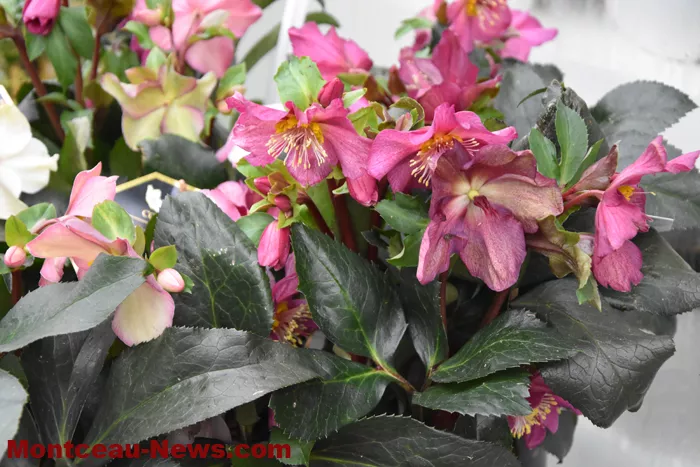 fleurs-chapuis-2312253