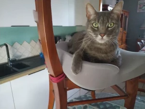 Chat perdu à Montceau