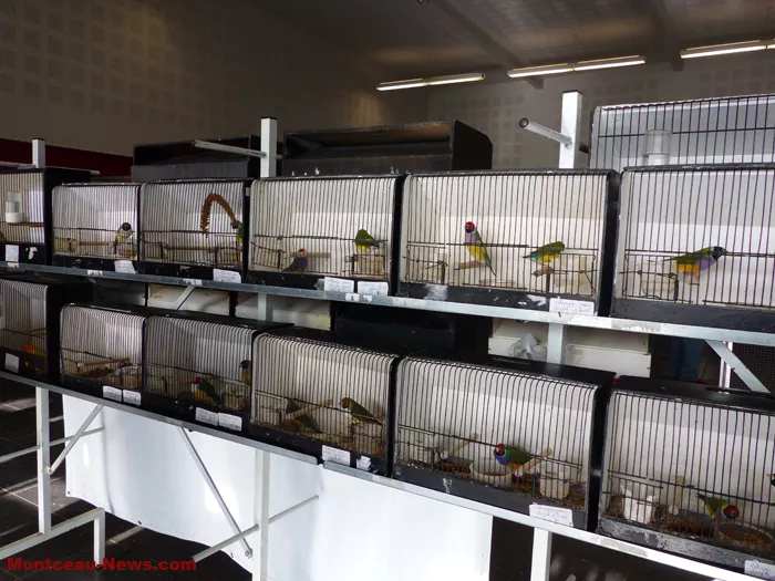 salon-oiseaux-25012610