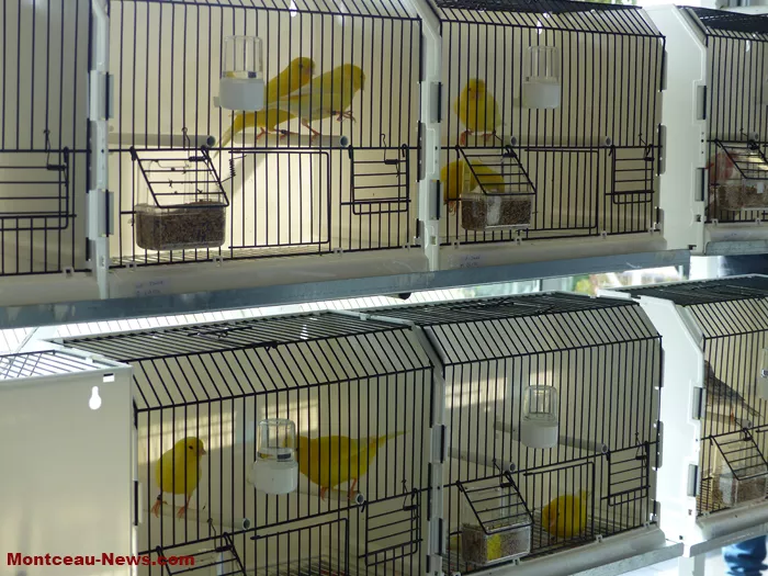 salon-oiseaux-25012614