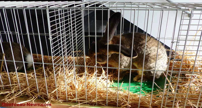 salon-oiseaux-25012615