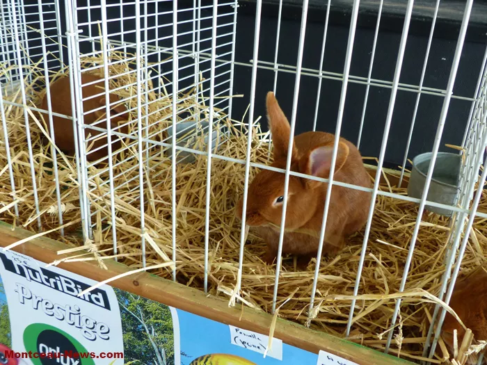 salon-oiseaux-25012617