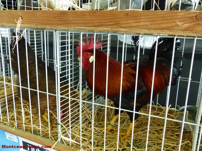 salon-oiseaux-25012618