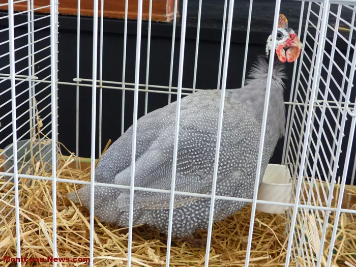 salon-oiseaux-25012622