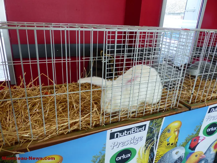 salon-oiseaux-25012626