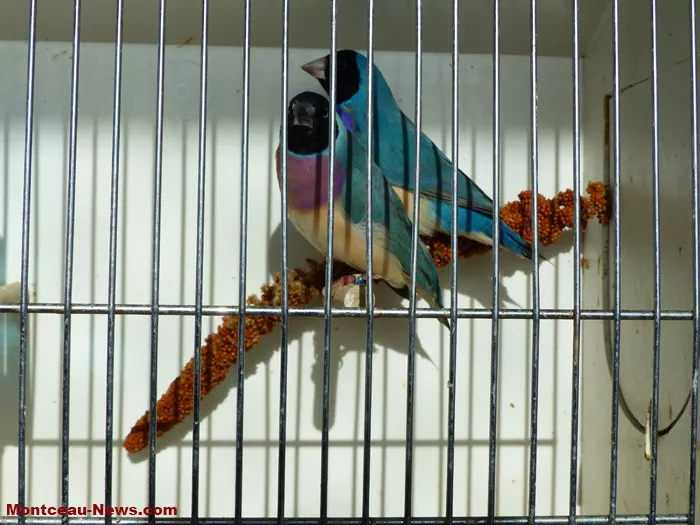 salon-oiseaux-25012635