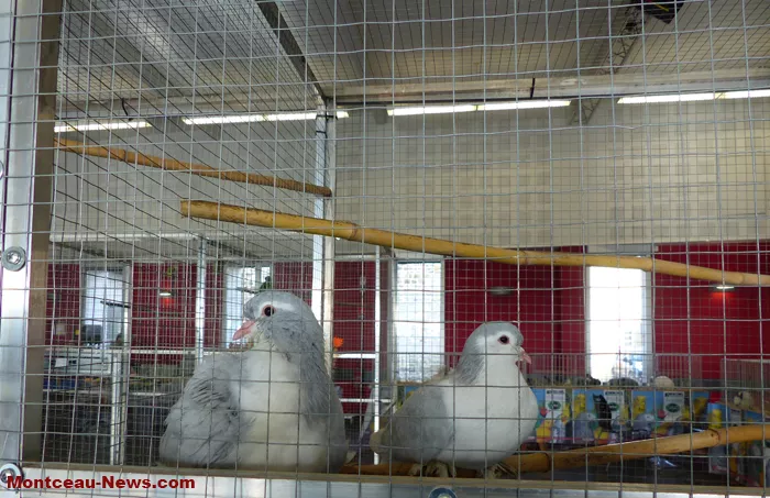 salon-oiseaux-25012639