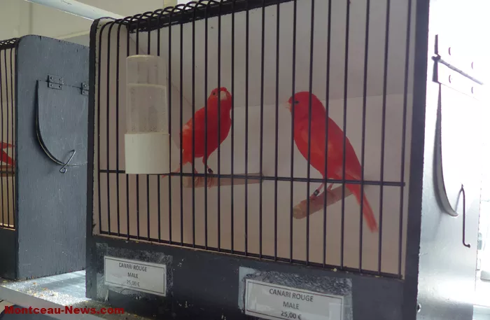 salon-oiseaux-2501264