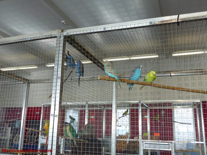 salon-oiseaux-25012640