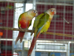 Le Creusot : bourse aux oiseaux