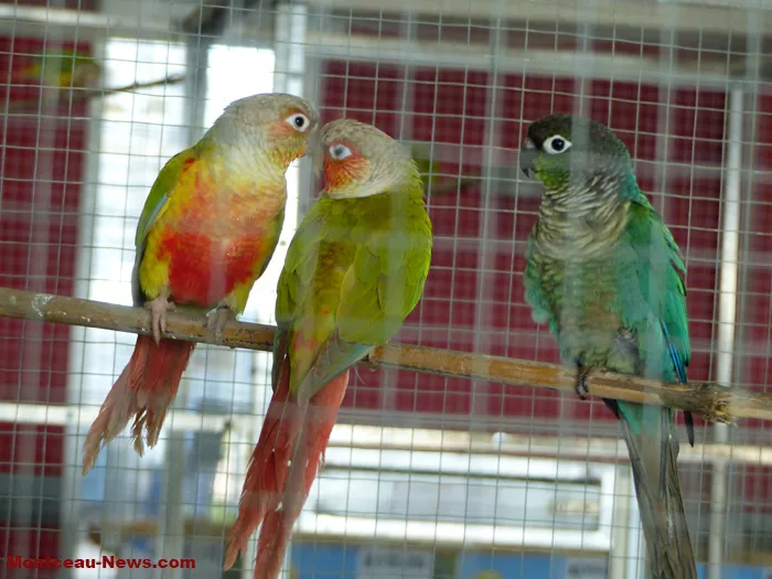 salon-oiseaux-25012642