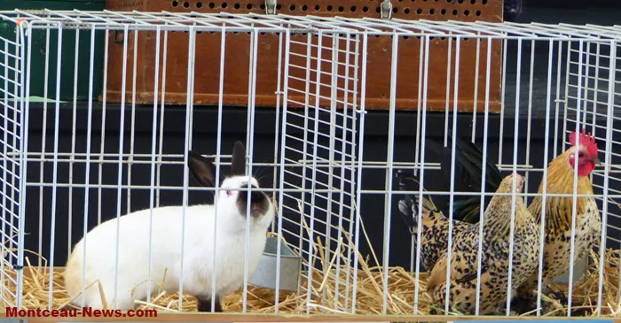 salon-oiseaux-25012652