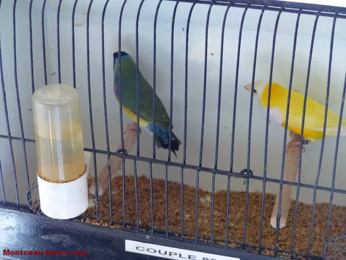 salon-oiseaux-2501266