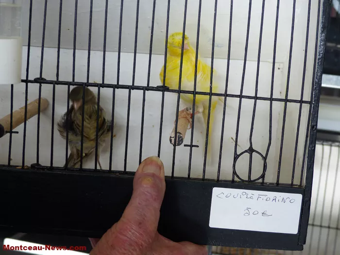 salon-oiseaux-25012662