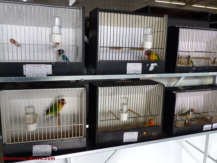 salon-oiseaux-2501268