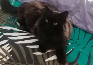 Chat perdu aux Gautherets 