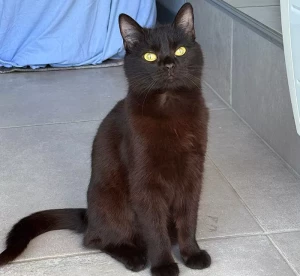 Chat perdu à Montceau