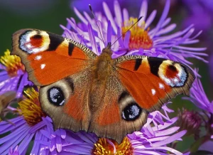Rencontré à la Fête du Livre de Saint-Vallier