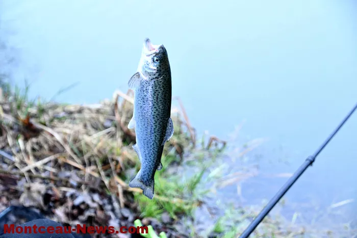 peche-tilleuls-22022612