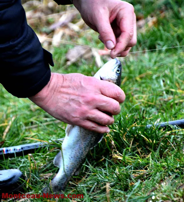 peche-tilleuls-2202266