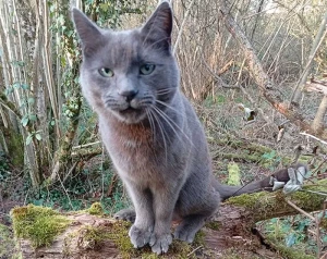 Chat perdu à Saint-Vallier